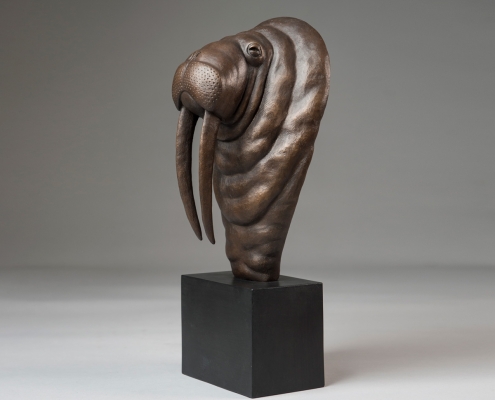 Bronze sculpture of a Walrus by wildlife artist Anthony Smith