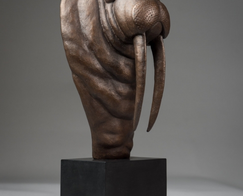 Bronze sculpture of a Walrus by wildlife artist Anthony Smith